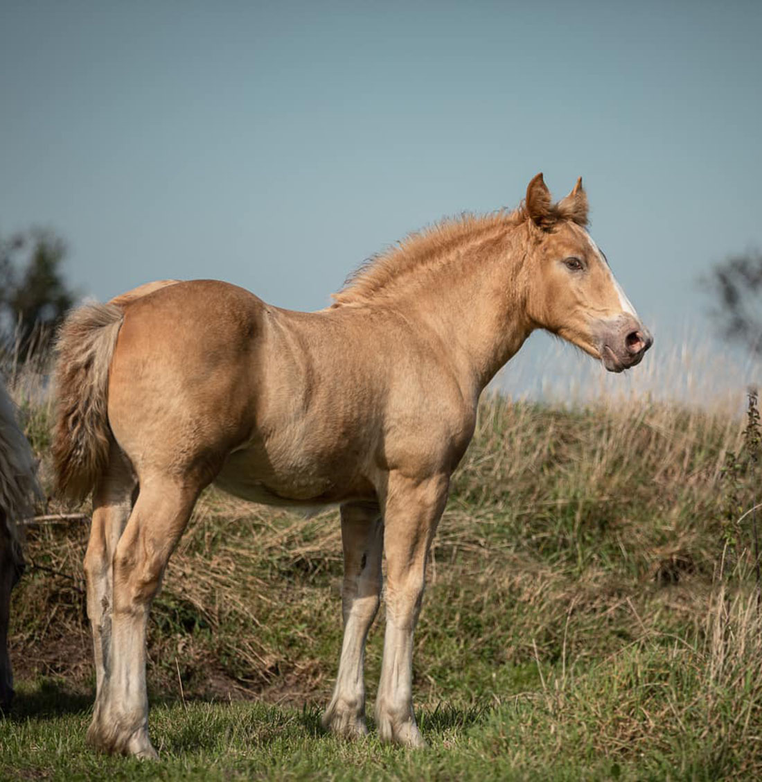 American Cream Horse Ranch - Germany