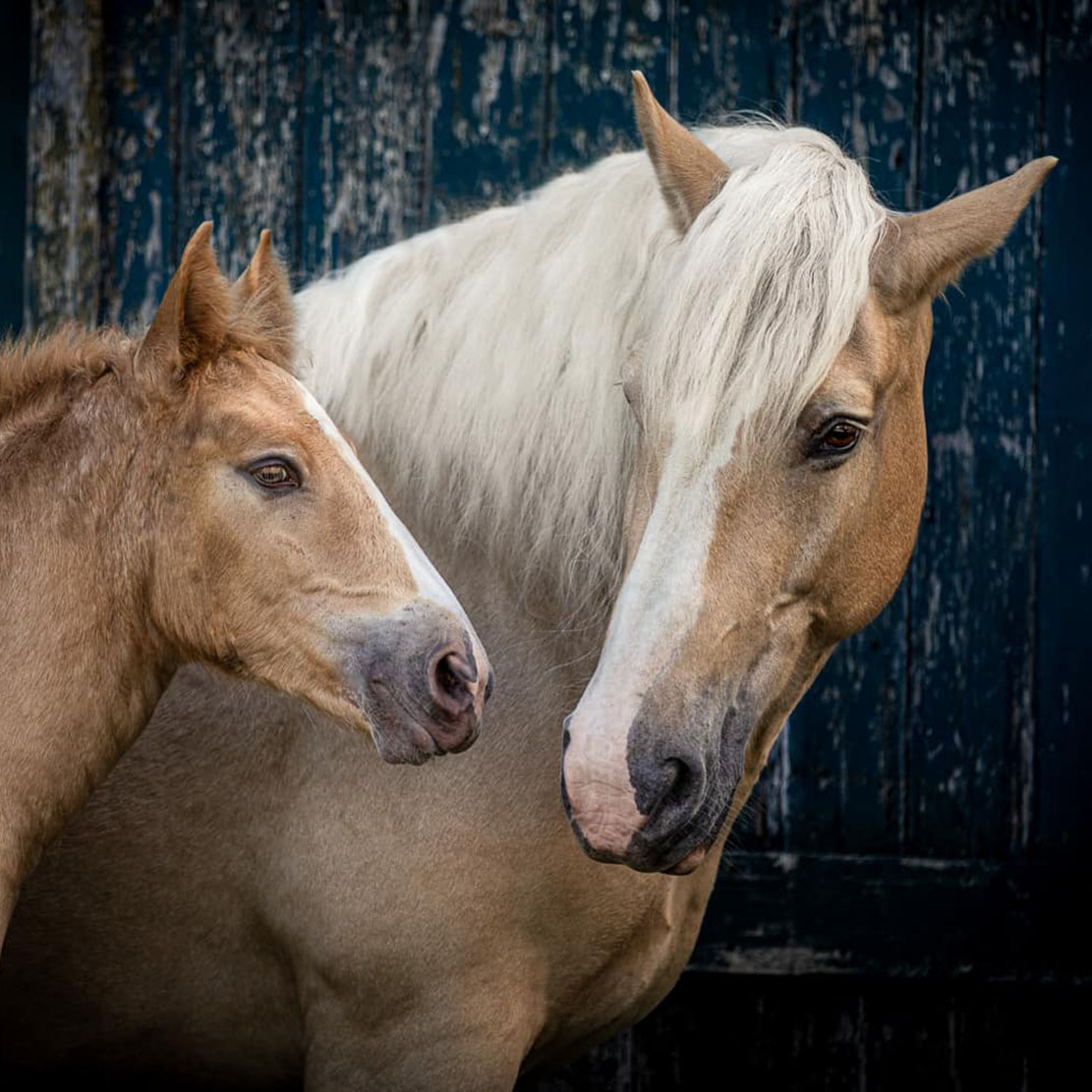 American Cream Horse Ranch - Germany