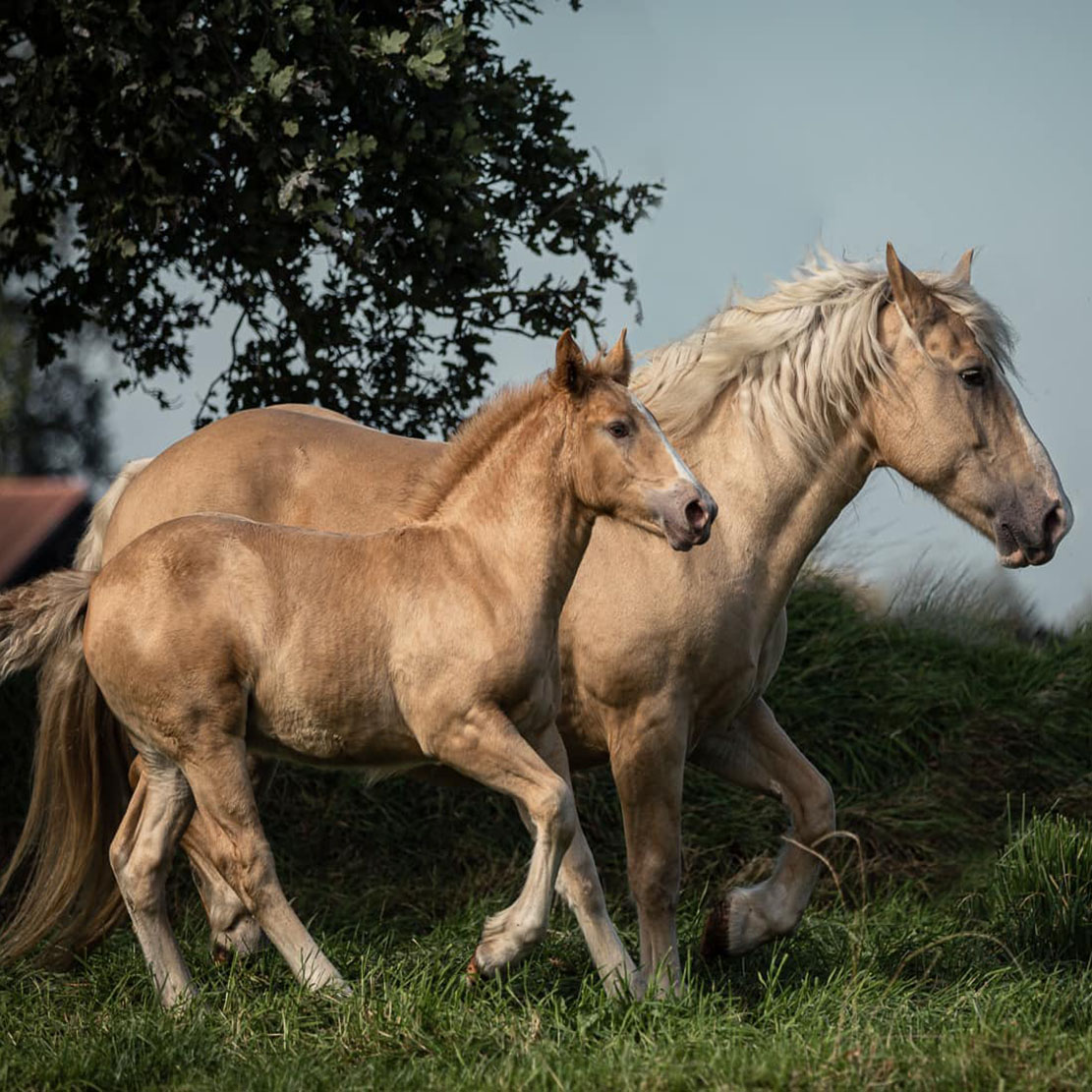 American Cream Horse Ranch - Germany