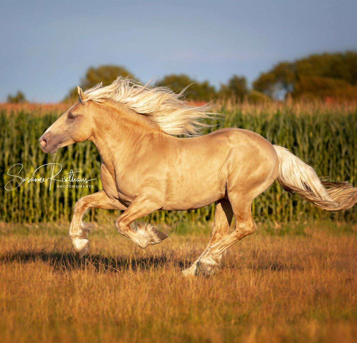 American Cream Horse Ranch - Germany