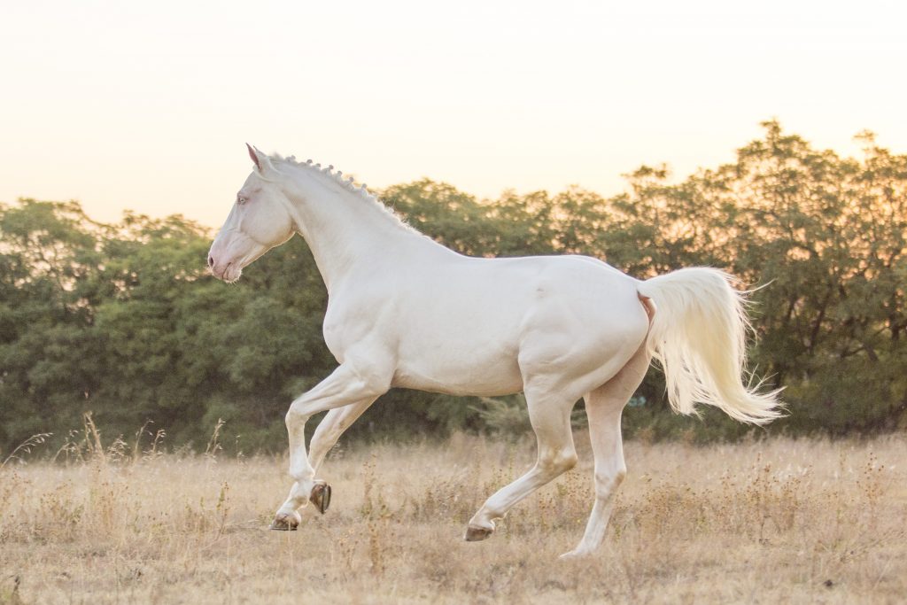 Cremello Czech Warmblood Stallion