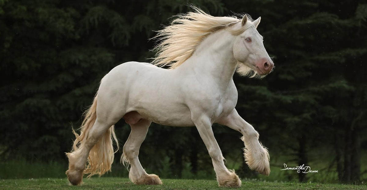 Cremello Gypsy Vanner Stallion - FHF THE MILKMAN