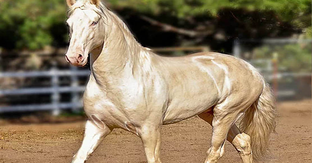 Caetano - Cremello Lusitano Stallion