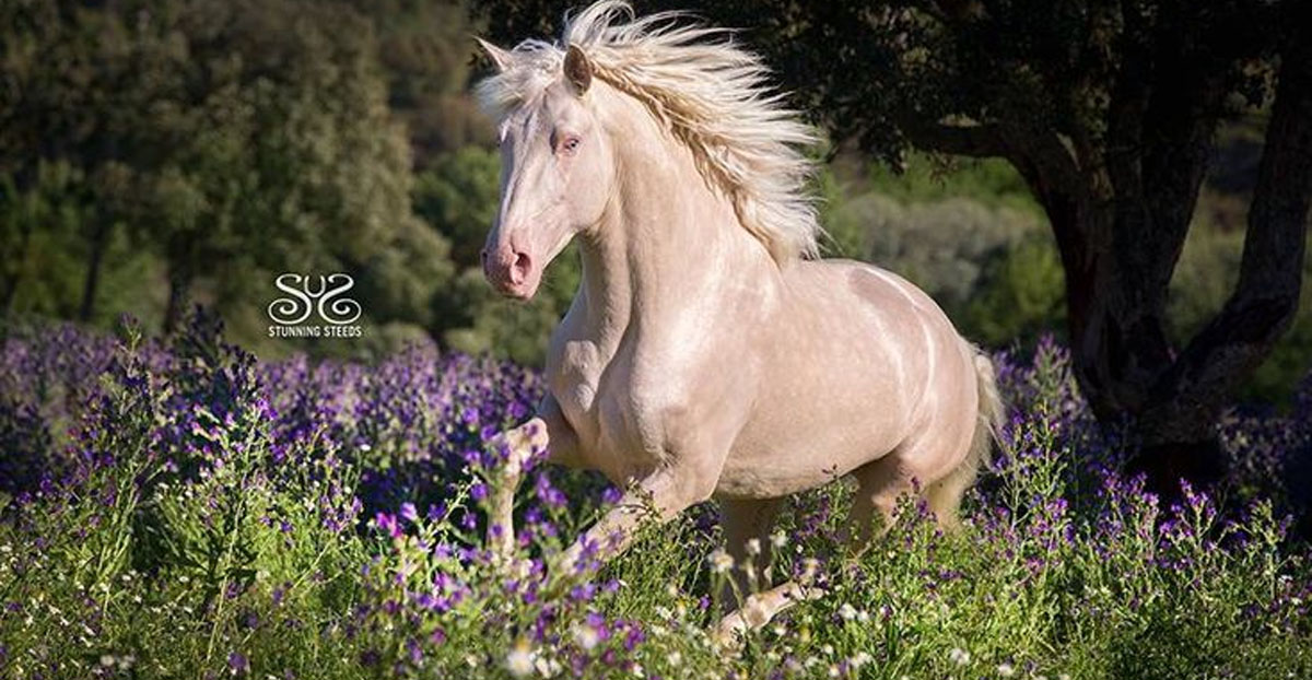 Lugre at Quinta Da Varzea - Cremello Lusitano Stallion