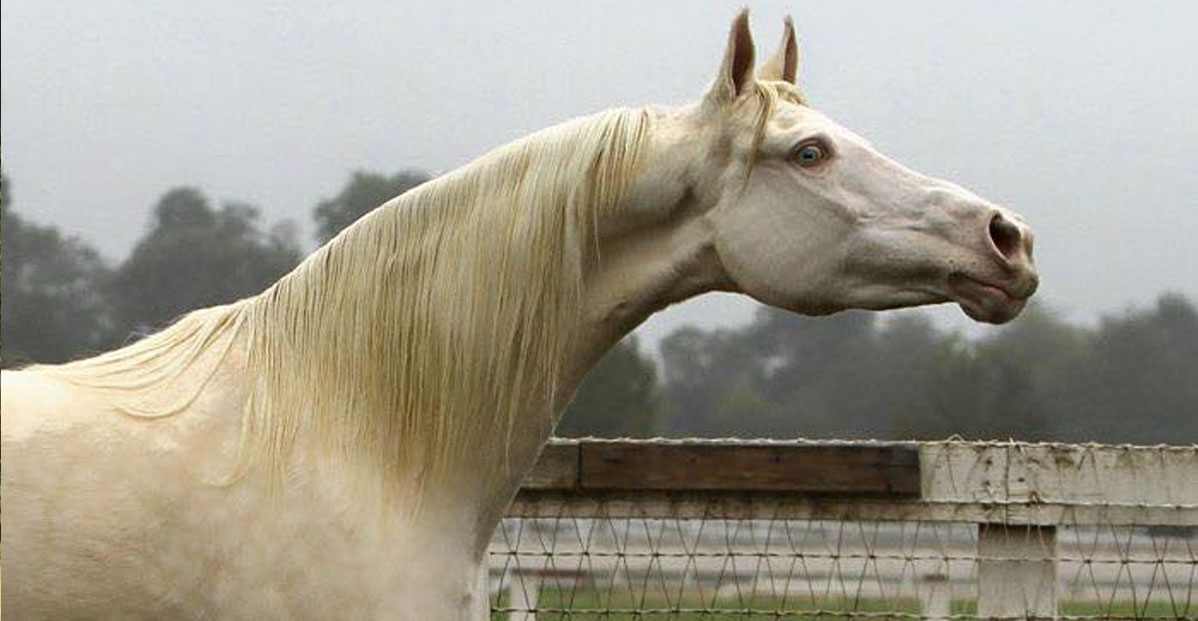 Cremello Saddlebred Horses