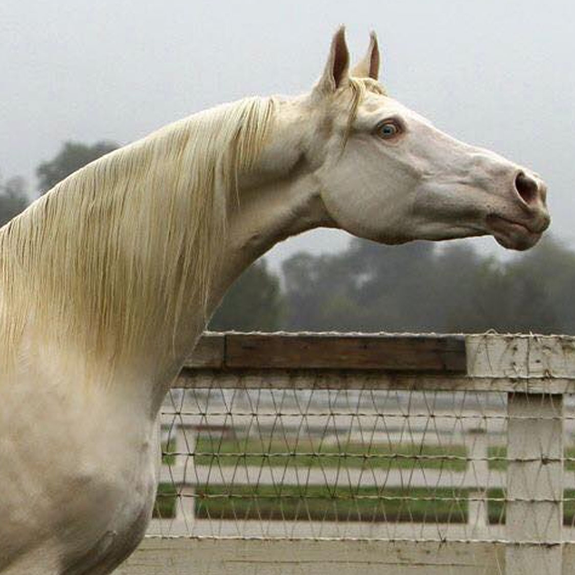 Cremello Saddlebred Horses
