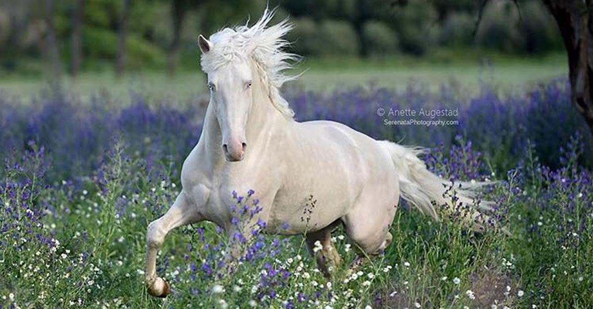 Lusitano Stud - Quinta da Varzea, Portugal