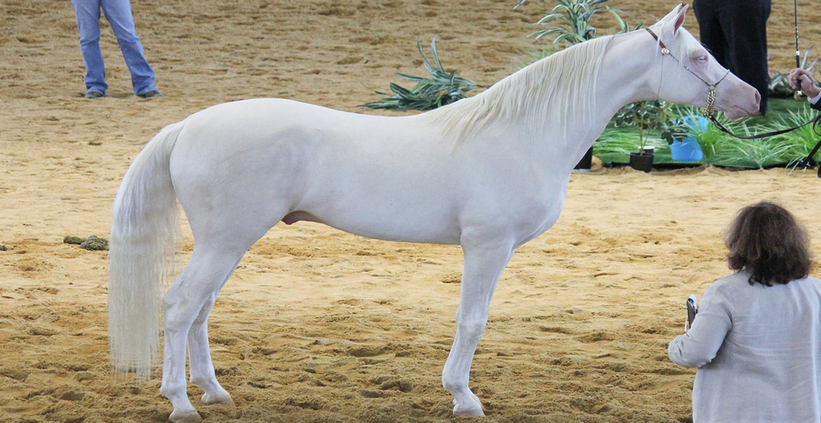 Cremello Part Arabian @Queensland State Equestrian Centre