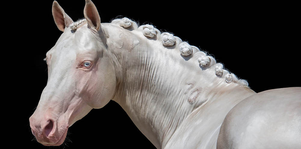 Cremello Stallion Krem - Hungarian Sport Horse