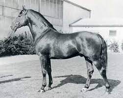 Cromwell - Breeding Stallion