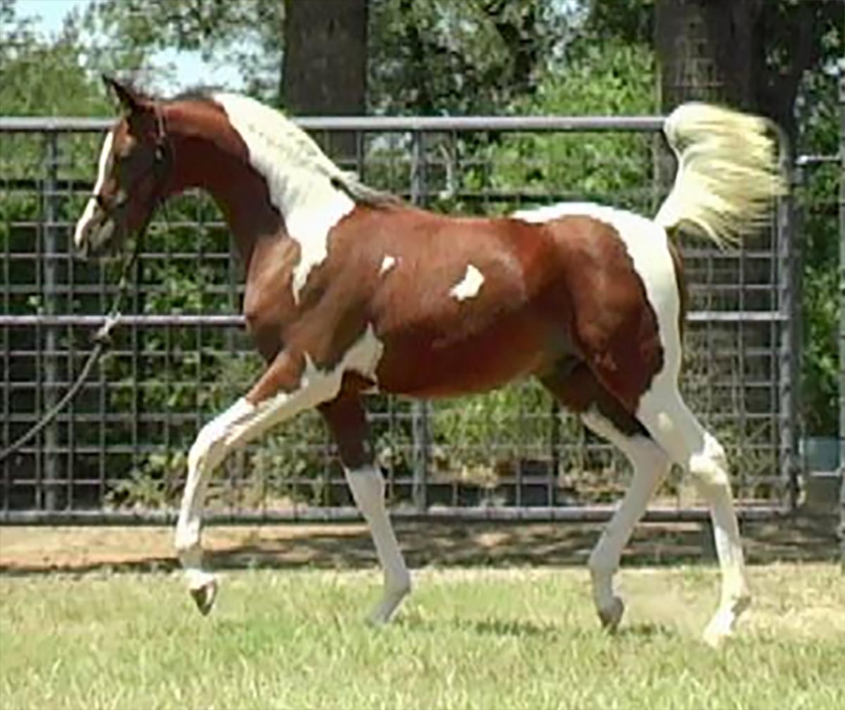 Cross Timbers Arabians and Pintos Pintabians, Texas