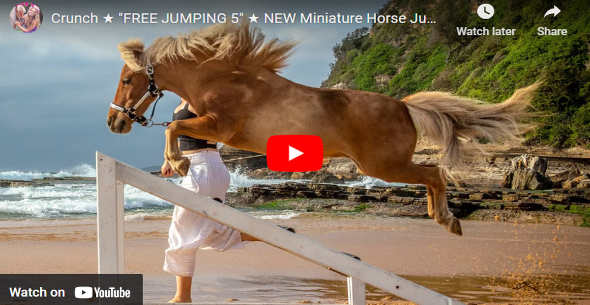 Crunch FREE JUMPING - NEW Miniature Horse Jumping Champion