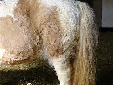 Cushings Disease Horses