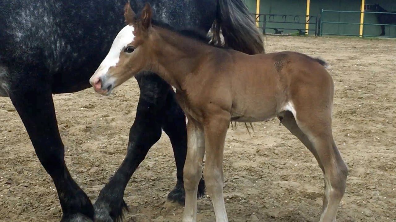 Cute Baby Horse Will Be A NOPD Police Officer