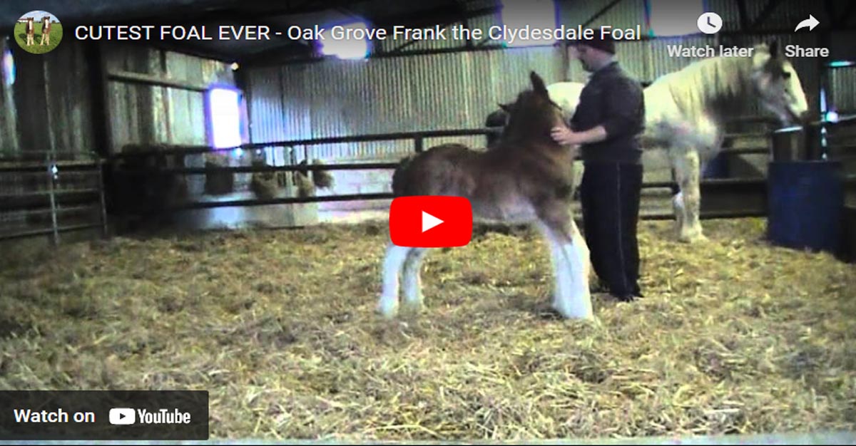 THE CUTEST FOAL EVER - Oak Grove Frank the Clydesdale Foal