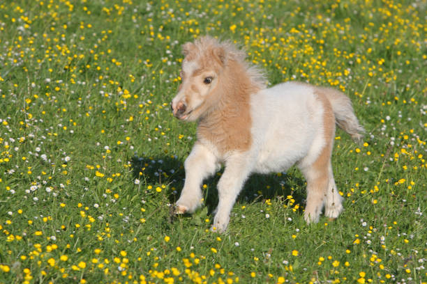 The Cutest Baby Equines on The Planet