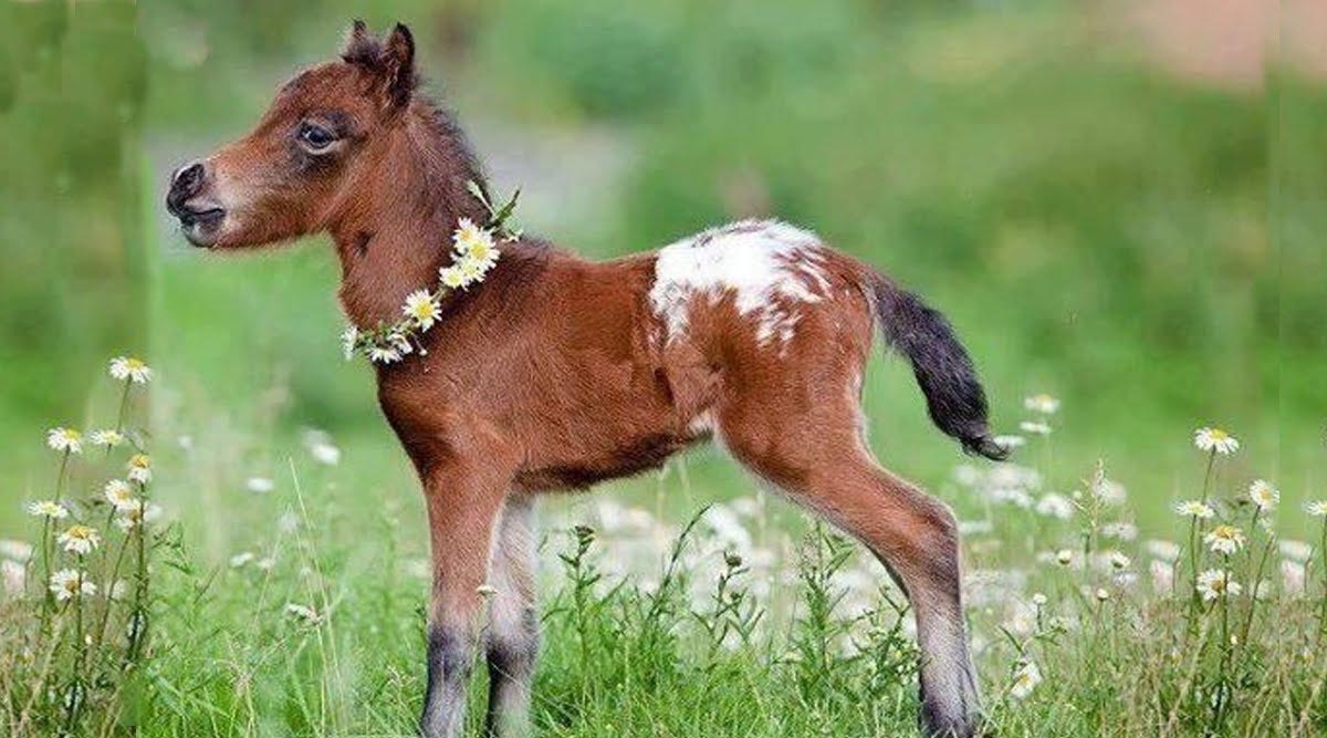 Cutest Mini Horse in the World
