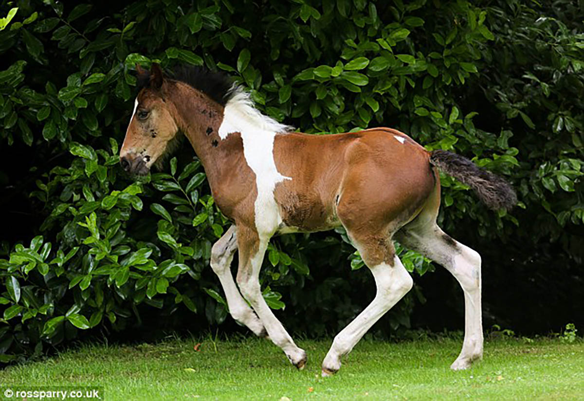 Da Vinci Is A Peculiar Horse With Artistically Marks On Him