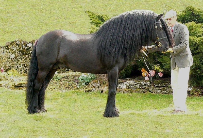 Dales Pony