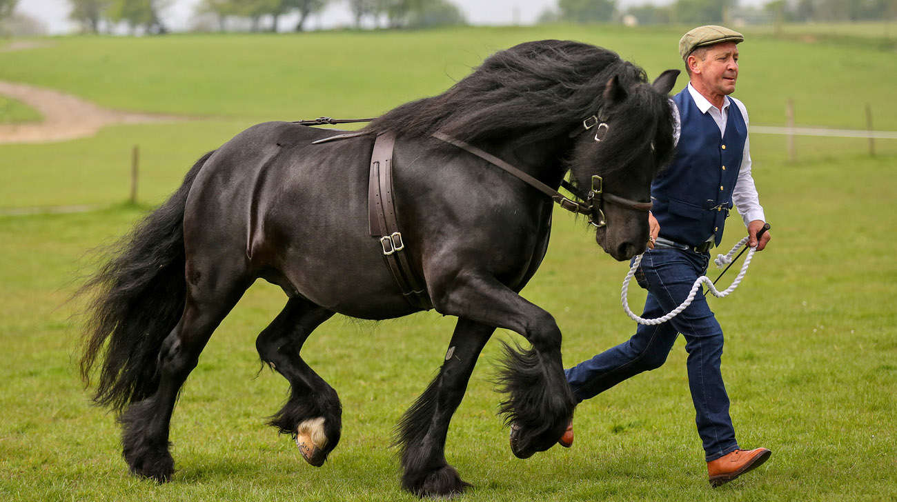 Dales Pony Stallions