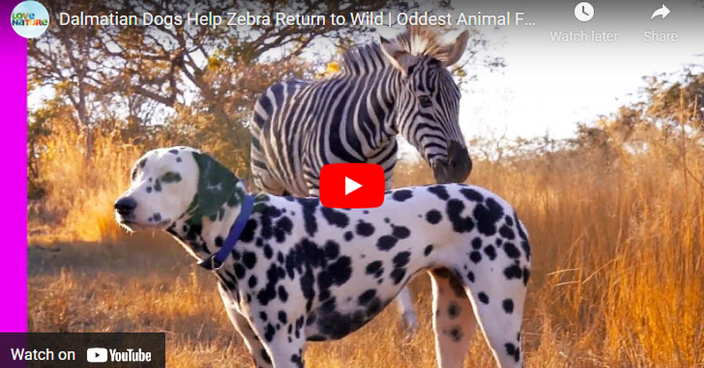 Two Dalmatians Help Young Zebra Restore his Confidence to be Returned to the Wild