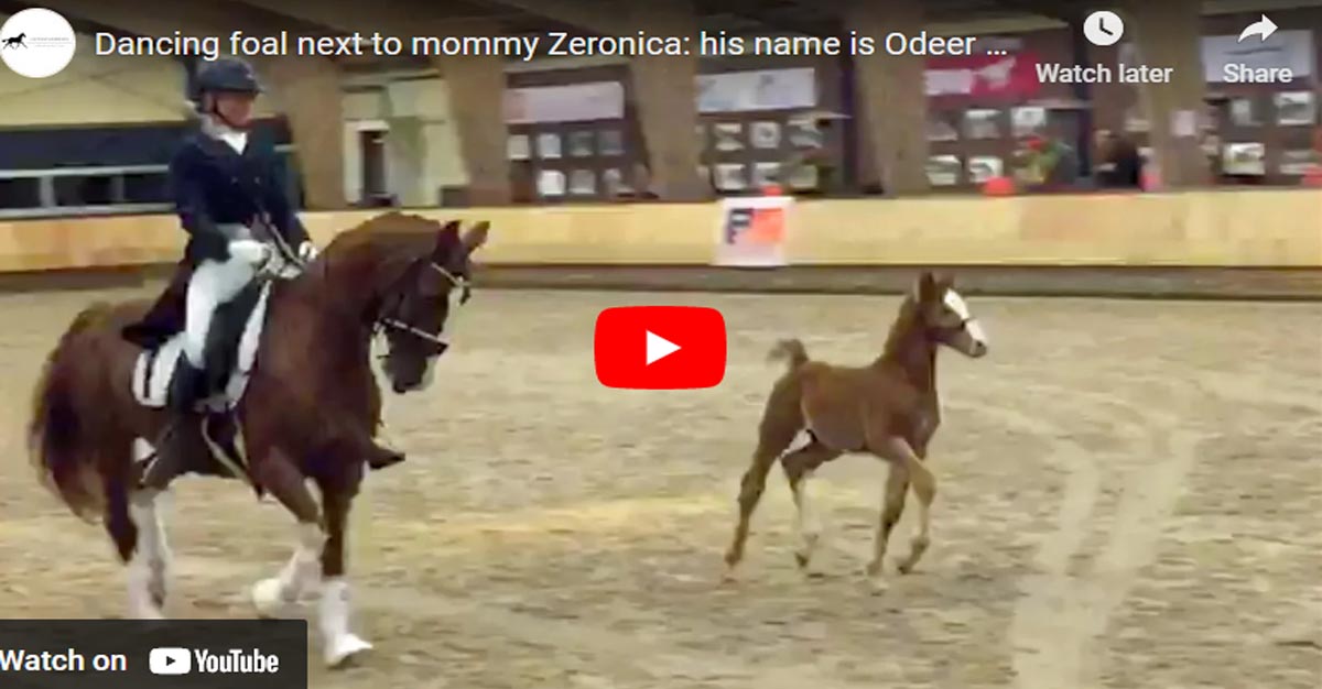 Dancing Foal Next To Mommy Zeronica