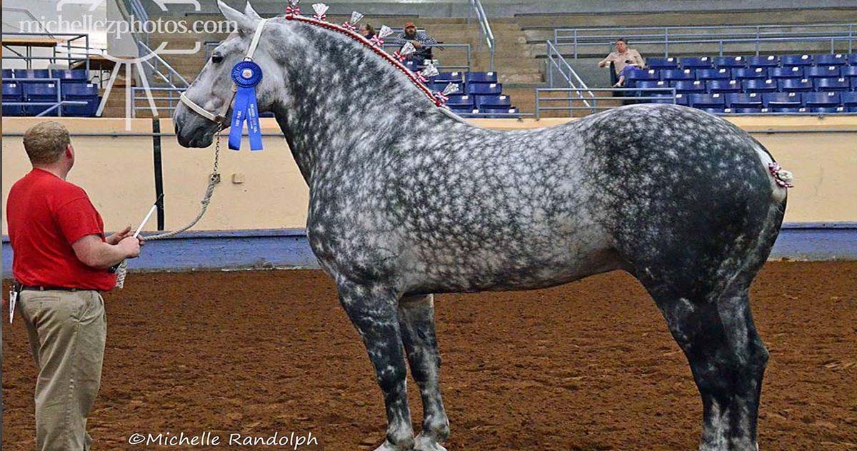 Dappled Grey Percheron - What A Gorgeous and Proud Animal @Michelle Randolph