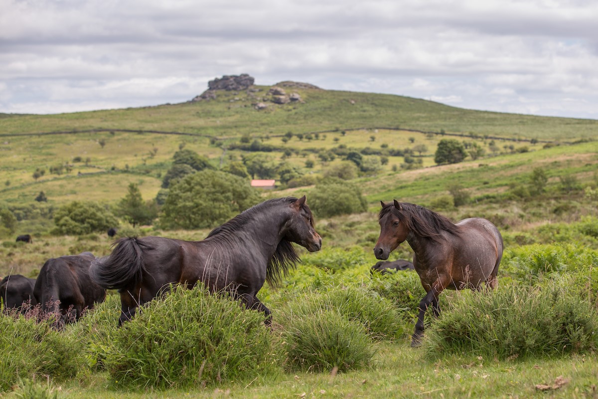 Dartmoor Ponies