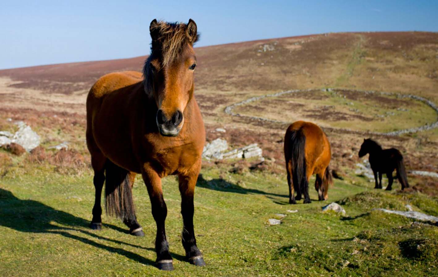 Dartmoor Ponies