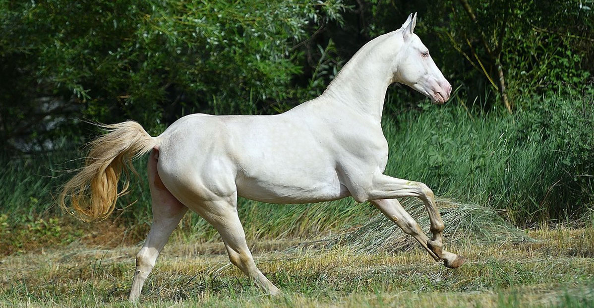 Darypteu - Akhal Teke Stallion @Dacor Stud