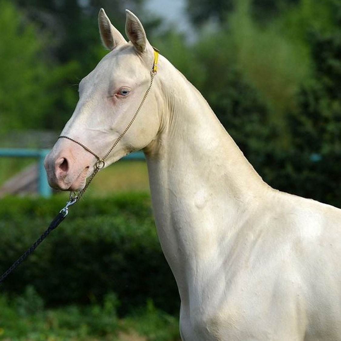 Darypteu - Akhal Teke Stallion @Dacor Stud