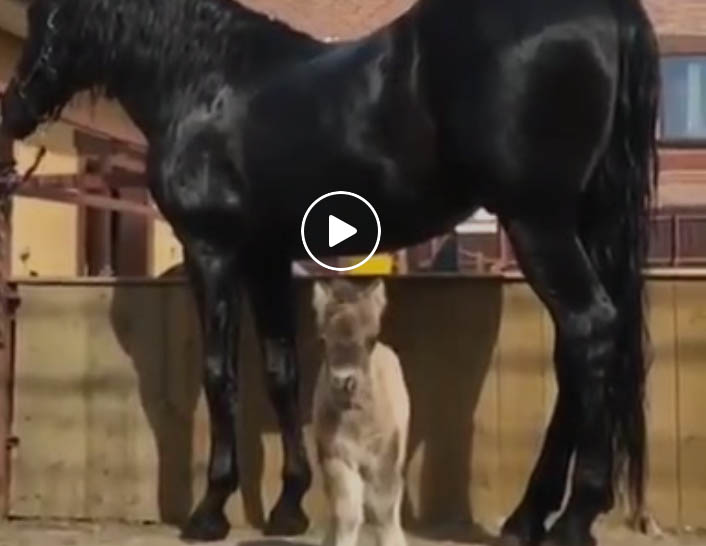 David and Goliath @Minature Horses Hidalgo Farm