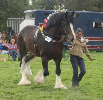 Ddrydwy Ploughman - Shire Horse Stallion