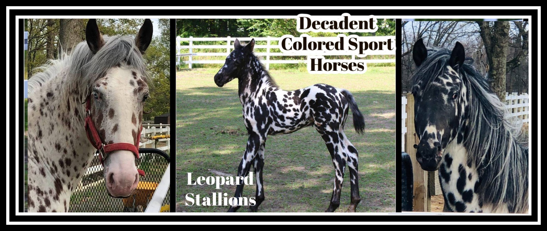 Decadent Colored Sport Horses