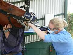 Horse Dentist