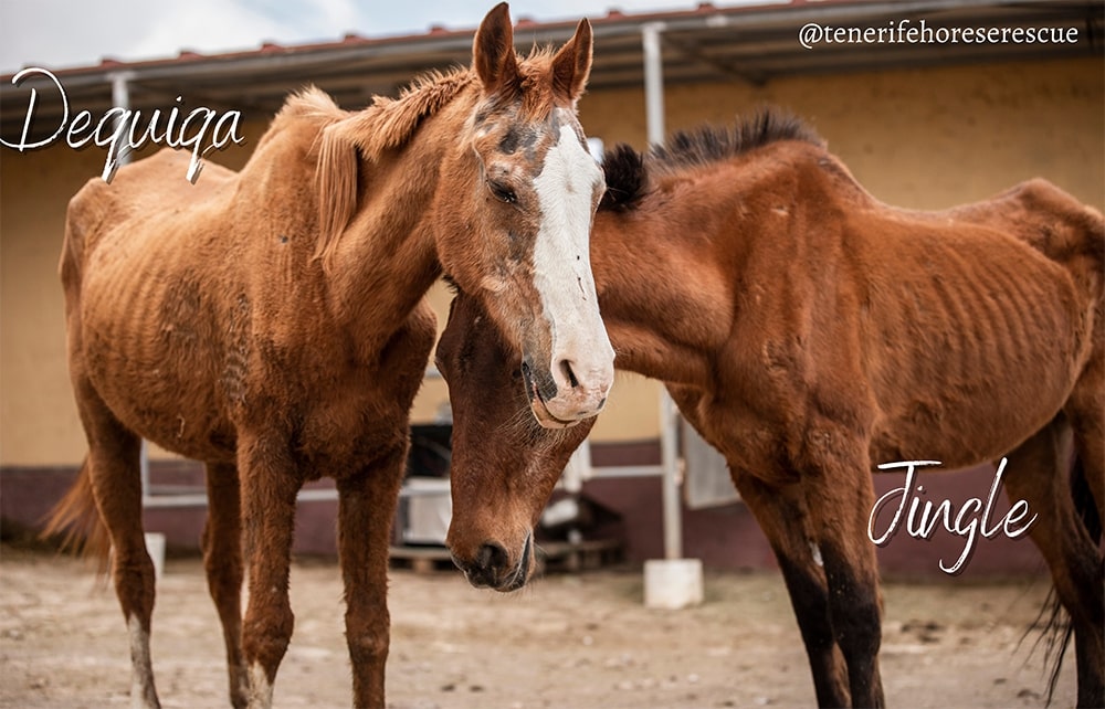 Tenerife Horse Rescue