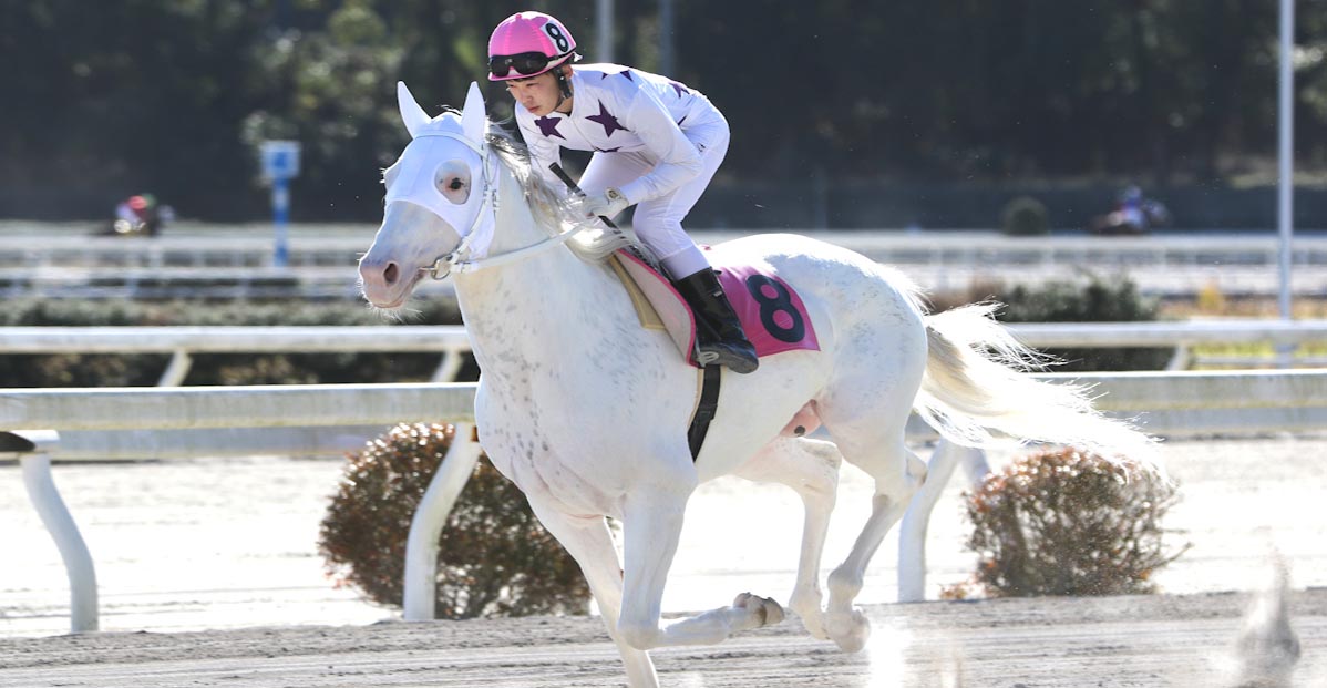 Derma Idaten (Gray Based White Spotted Thoroughbred Colt) - Horse Racing