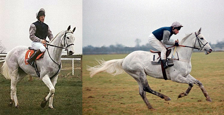 Desert Orchid