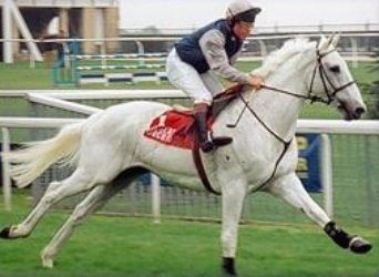 Desert Orchid