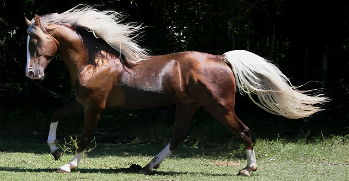 Golden Bronze Palomino Tennessee Walking Horse Stallion Seems To Be One Of A Kind