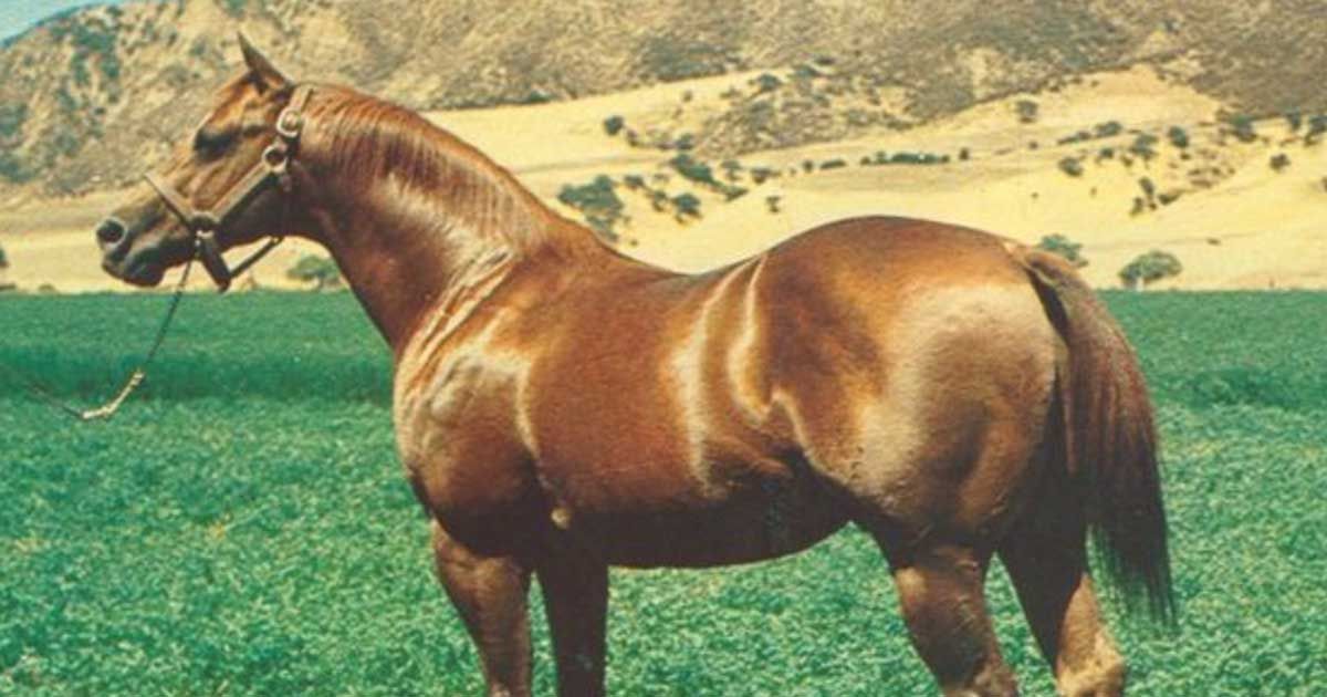 Doc Bar - The Horse Who Changed An Entire Breed