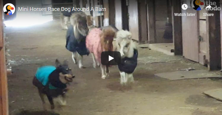 Dog vs Mini Horses Stable Racing!