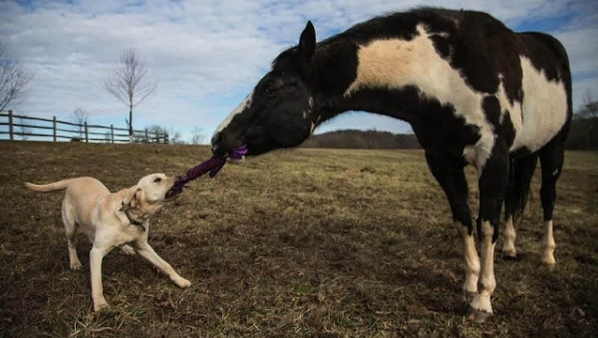 Dogs and Horses