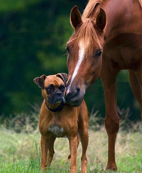 dogs and horses