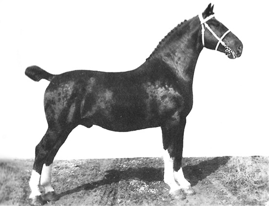 Domburg - Dutch Warmblood Stallion