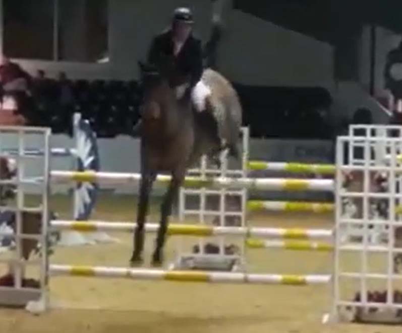 Donald Whitaker Showjumper