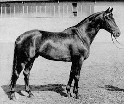 Donauwind - Sire of Abdullah