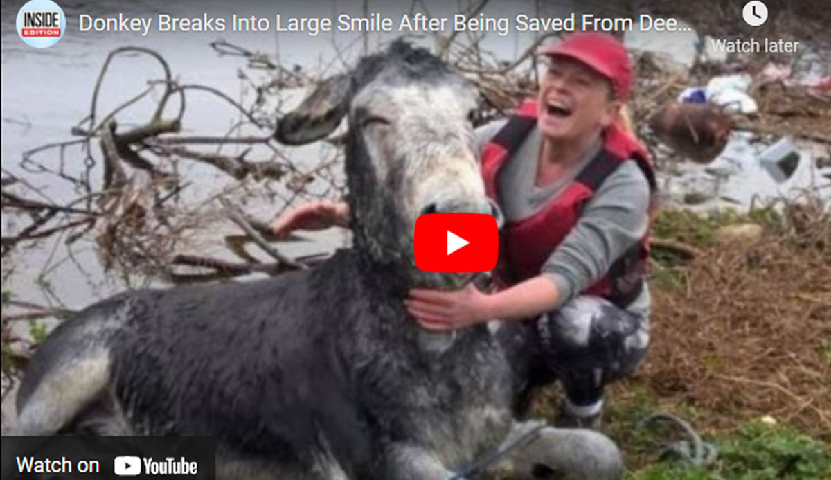 Donkey Gives A Huge Grin After Being Rescued From A Flood