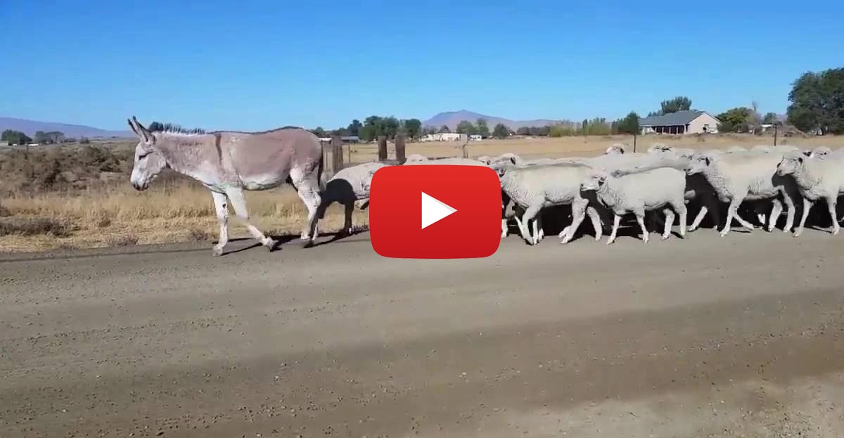 Donkey Leads Flock of Sheep