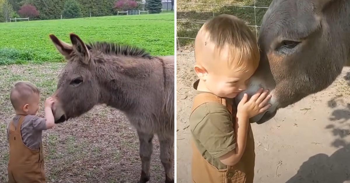 Donkey Follows His Little Human Brother Everywhere He Goes